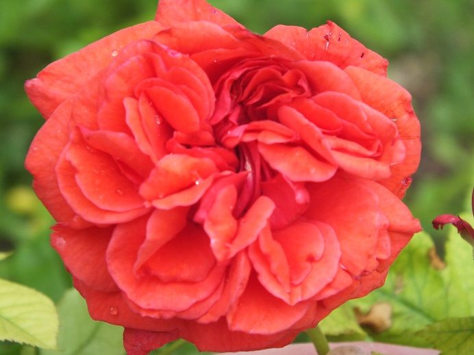  photo geraniumred2_zps5e5b3ee2.jpg